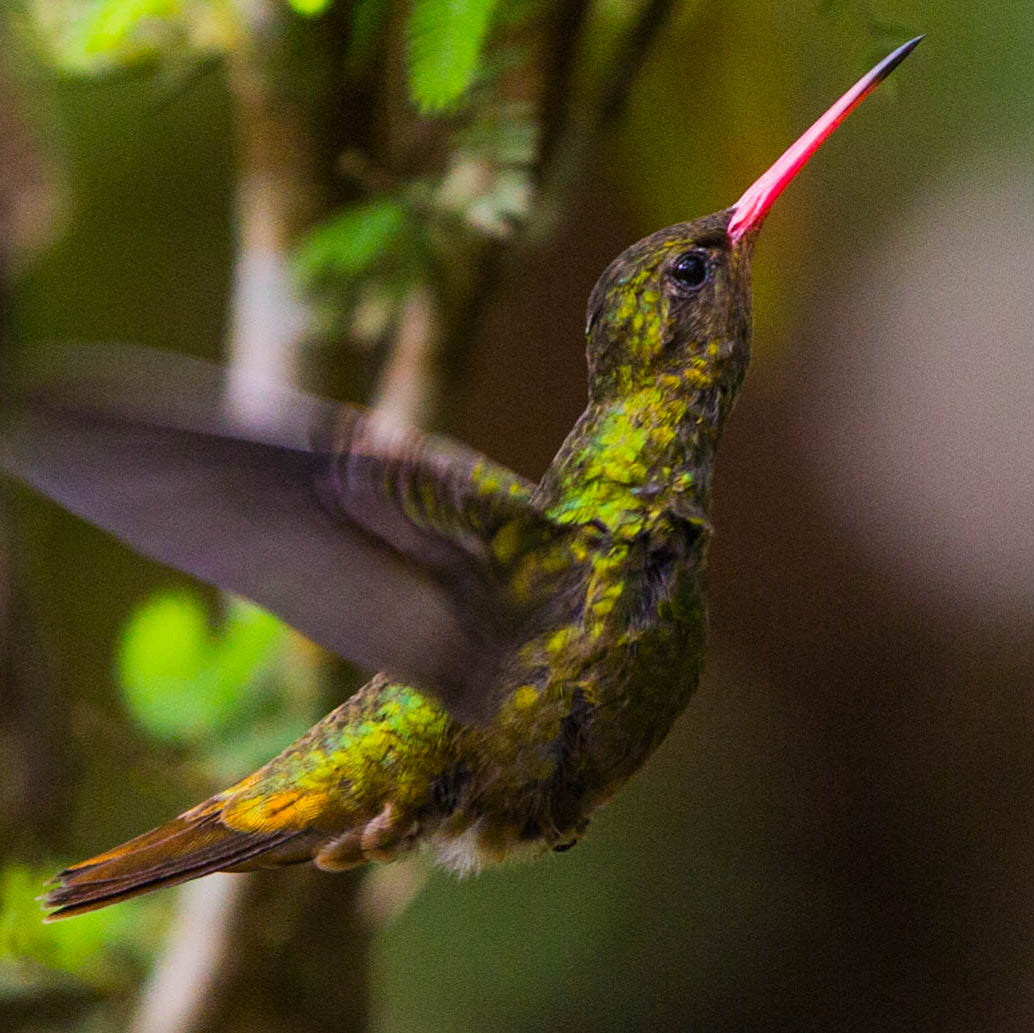 Topos Hylocharis