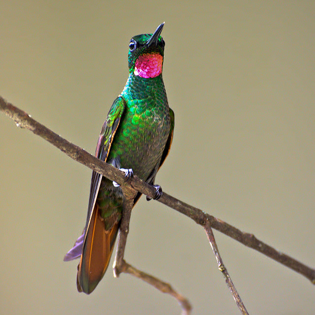 Aretes Heliodoxa