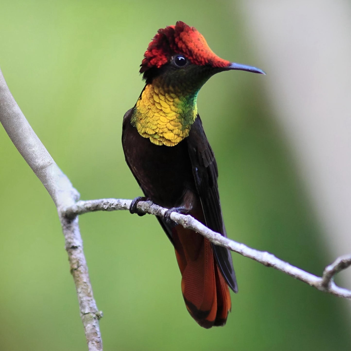Aretes Chrysolampis