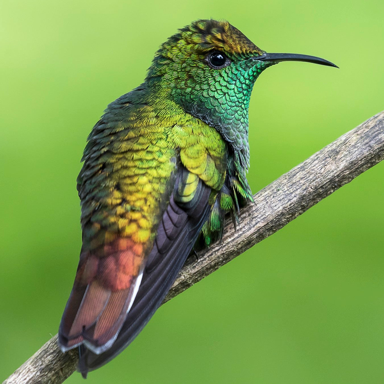Esmeralda Capirotada