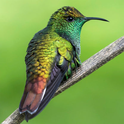 Esmeralda Capirotada