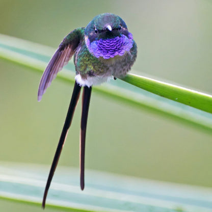Enicura