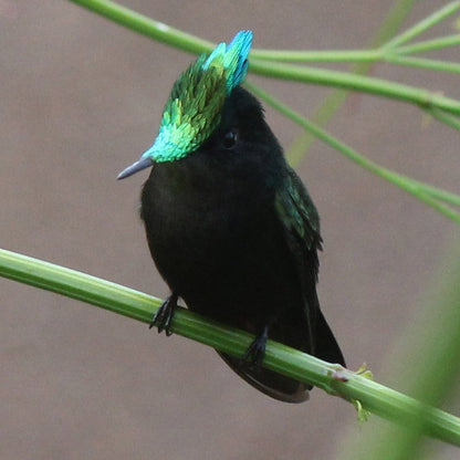 Crestado