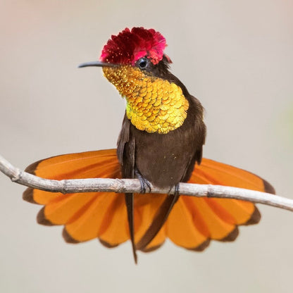 Gargantilla Chrysolampys
